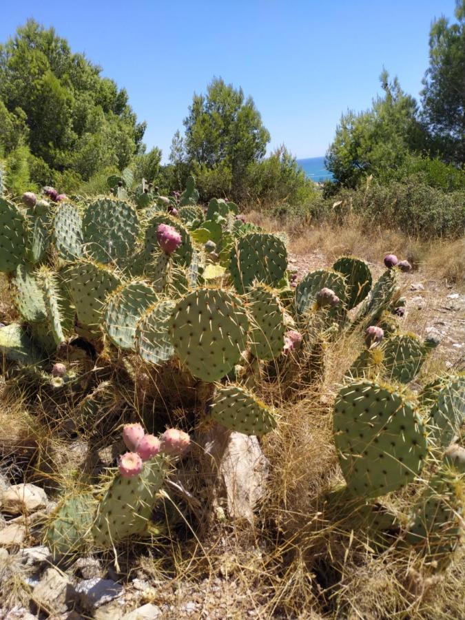 Les Salins A Sete Proche Plages Esterno foto